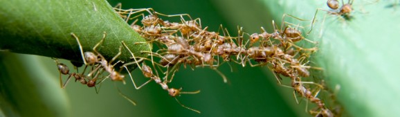 Softwareentwicklung beschleunigen mit wiederverwendbaren Modulen und Standards